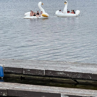 Swans.jpg