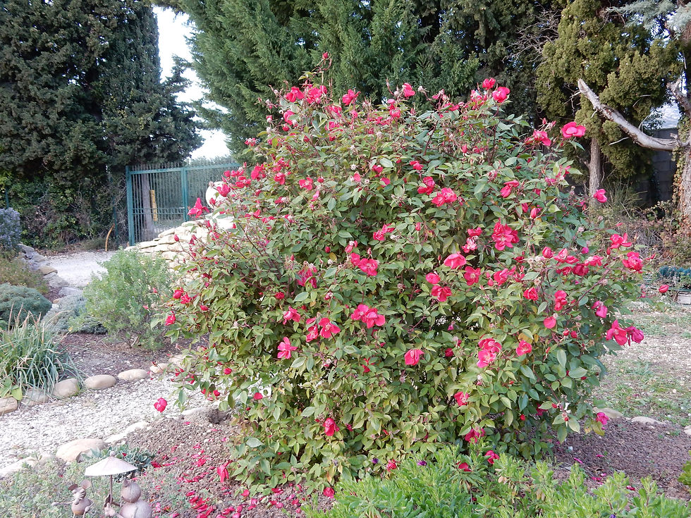 Rosa chinensis 'SANGUINEA'