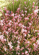 Gaura rose bas