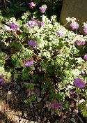 Geranium macrorrhizum