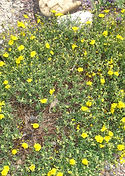 Helianthemum 'Ben Fadah'