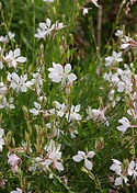 Gaura lindheimeri