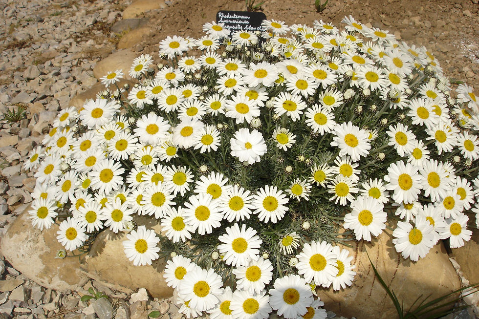 Rhodanthemum hosmariens