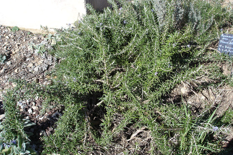 Rosmarinus officinalis var.repens