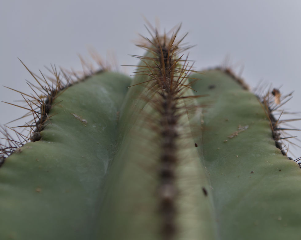 Cactus_Mx_2026