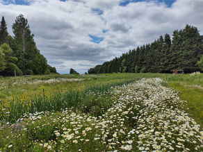 Champ de fleurs sauvages sur notre ancienne ferme au bord du fleuve Saint-Laurent.