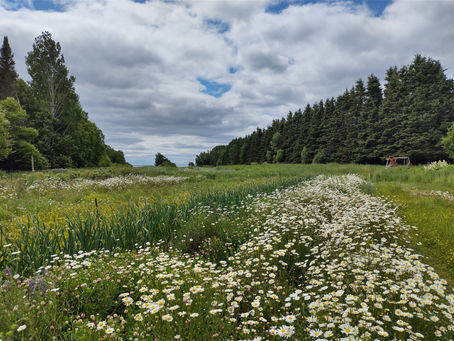 Champ de fleurs sauvages sur notre ancienne ferme au bord du fleuve Saint-Laurent.