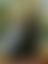 Universal Pictures divulga novas artes de "Wicked: Parte II"