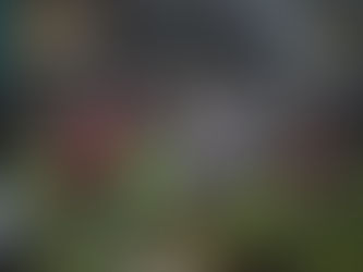 にこたんフェスティバル開催