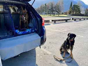 Hundetraining in Bonaduz und Umgebung Aggressionen g.g.ü. Hunden
Leinenführigkeit
Welpensozialisierung