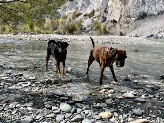 Hundetraining in Graubünden Aggressionen g.g.ü. Hunden
Leinenführigkeit
Welpensozialisierung