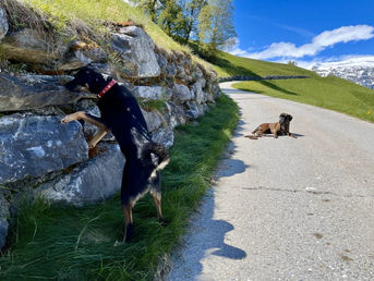Hundetraining in Graubünden Aggressionen g.g.ü. Hunden
Leinenführigkeit
Welpensozialisierung