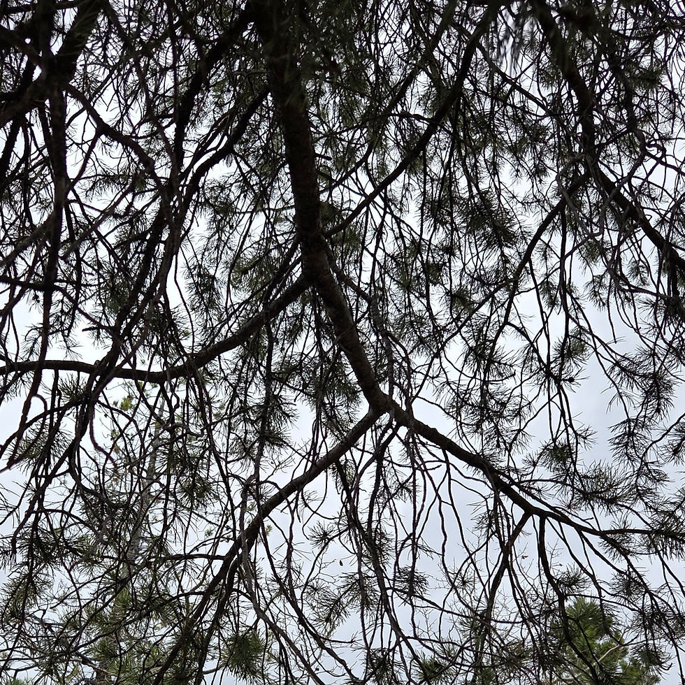 Forest Bathing in Kananaskis