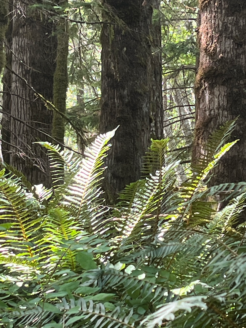 Forest_3693.HEIC