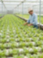 NFT System