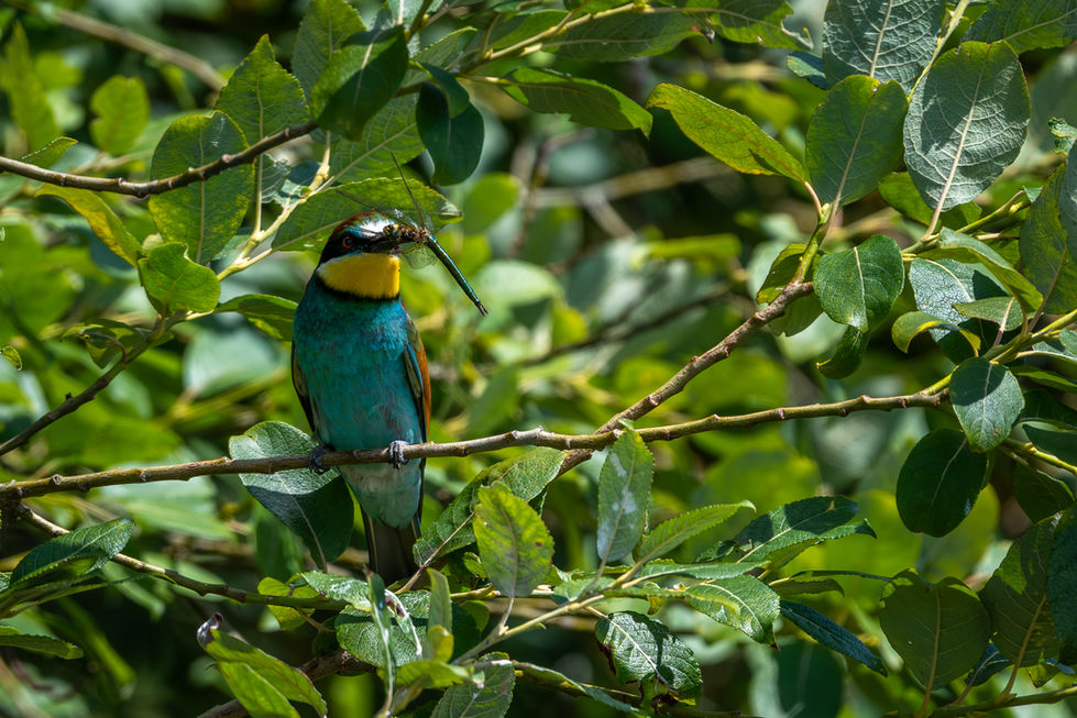 Bienenfresser mit Essen