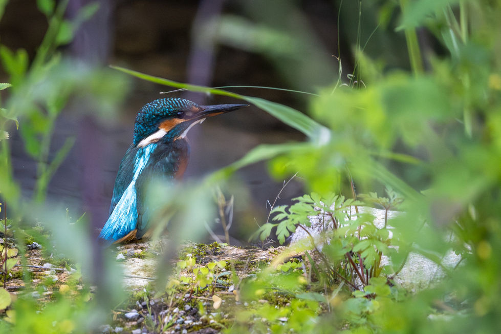 Eisvogel im Nymphenburger Schlosspark