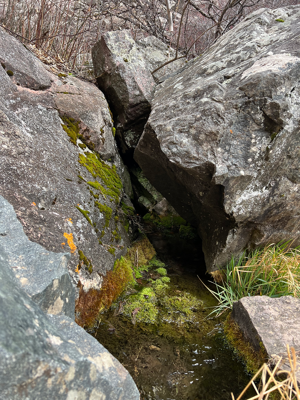 Walk in a National Forest