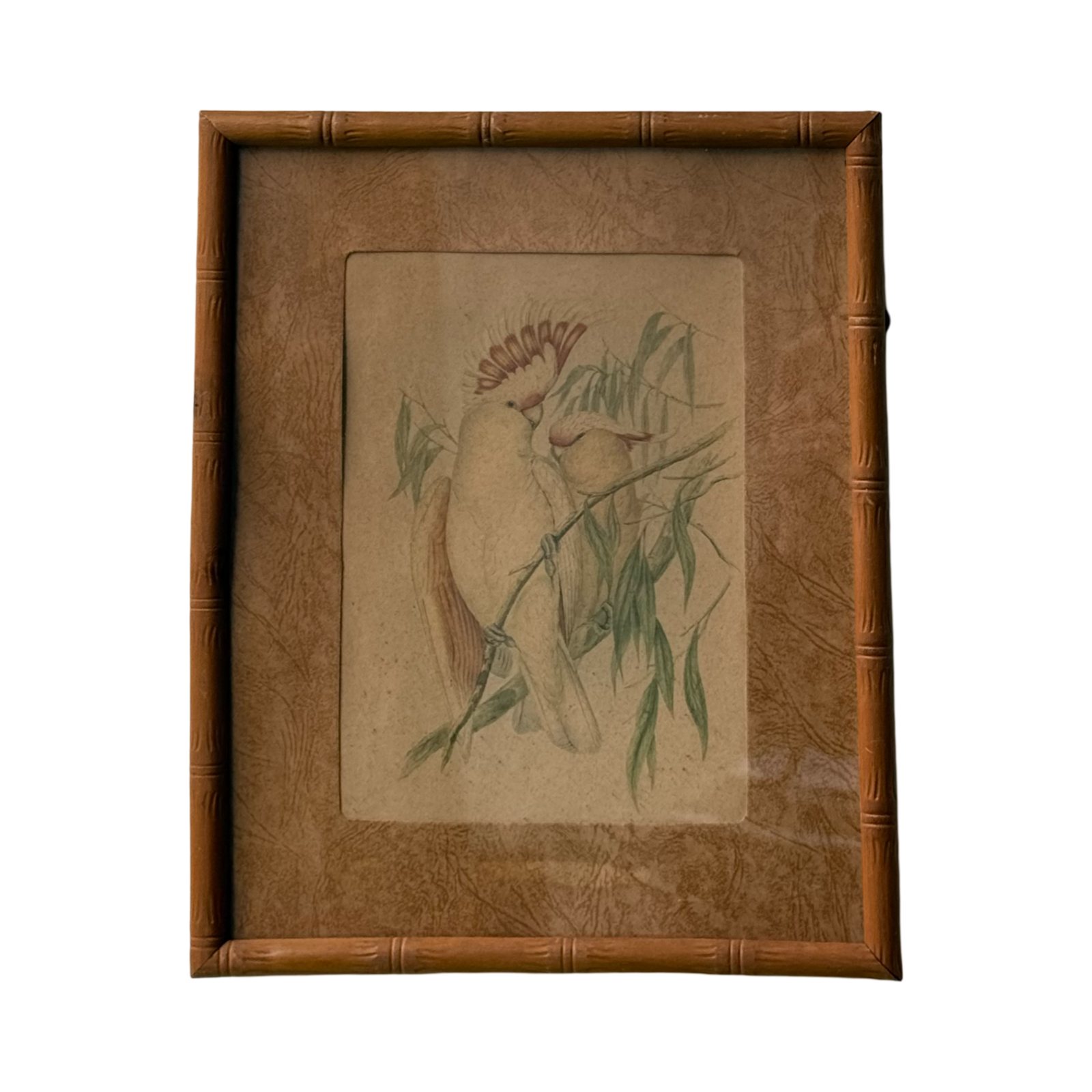 Vintage Leadbeater's Cockatoo By John Gould, 1955