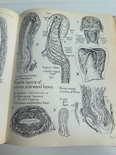 完訳・人体性解剖学図説 ATLAS OF HUMAN SEX ANATOMY Atlas of Human Sex Anatomy by Robert Latou Dickinson 1958