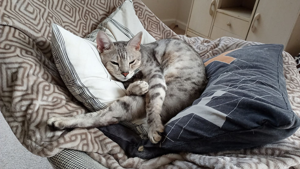 Cotswolds Pet House Sitting_Astro 1
