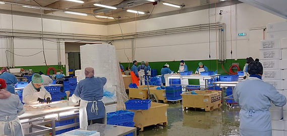 Planta procesadora en Islandia