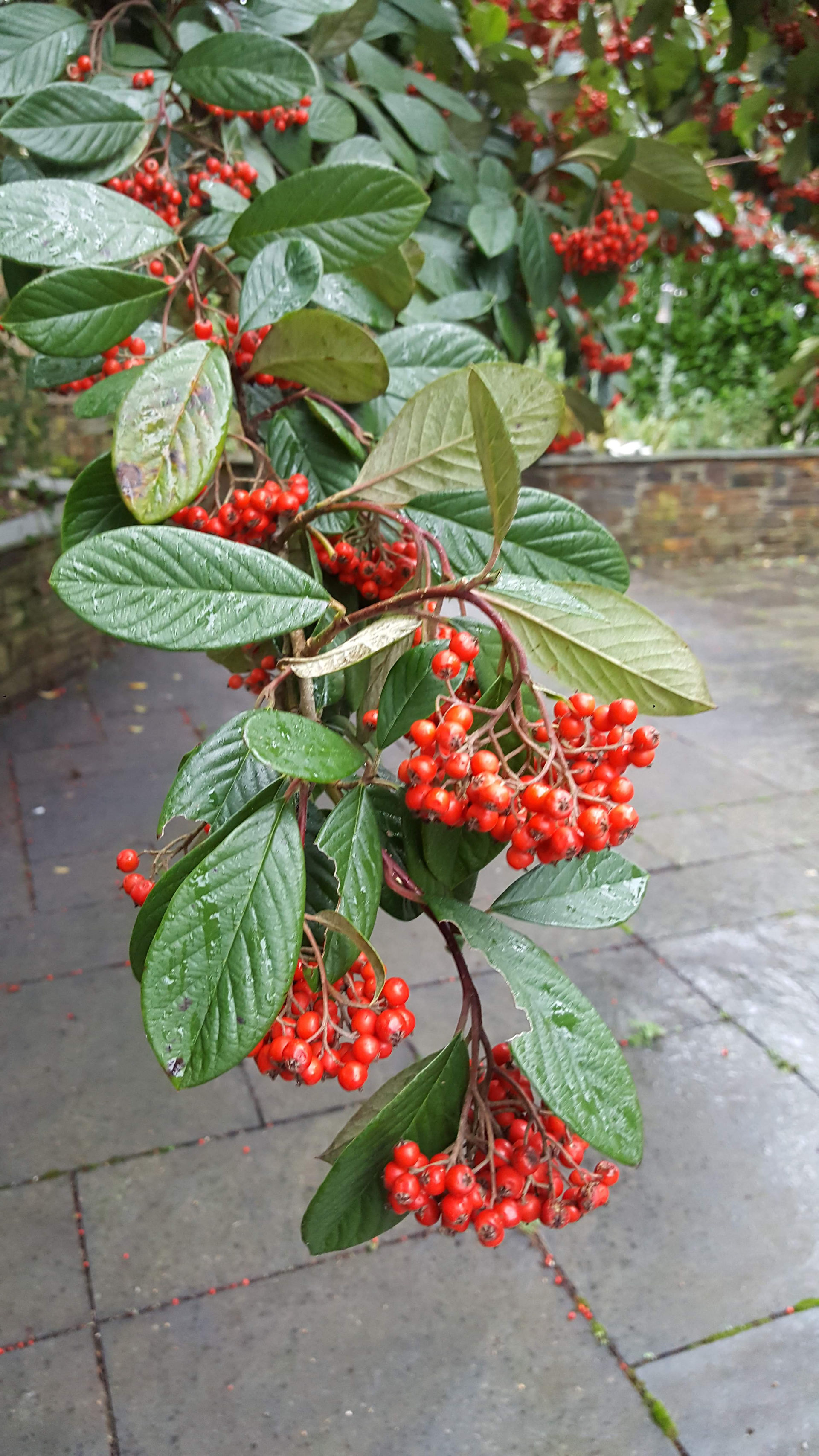 Berries