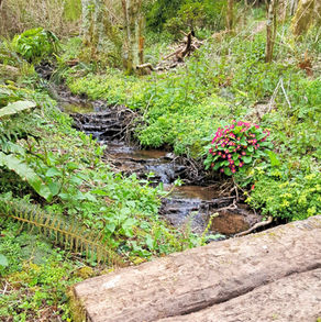 Follow the trickling stream, through the woods, to the Hermitage.