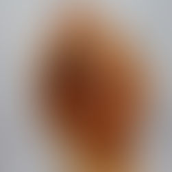 חלת בצל של קיציס