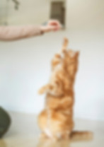 WhatsApp Image 2025-02-15 at 17.08.08.jpeg