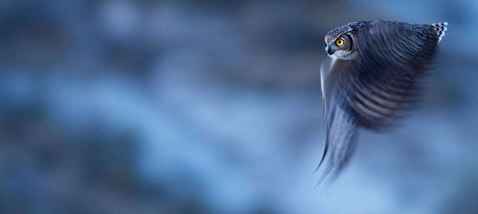 guida ambientale, educatore professionale socio pedagogico