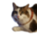 cat2.png