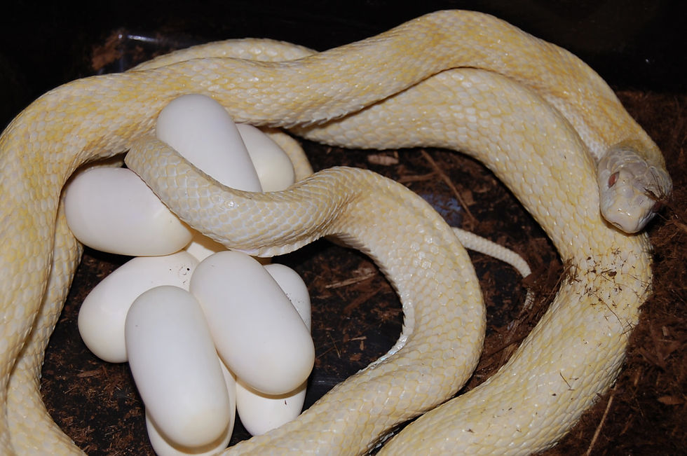 アオダイショウ “アルビノ”