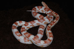 コーンスネーク/Pantherophis guttatus