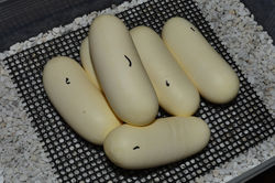 タイガーラットスネーク/Spilotes pullatus