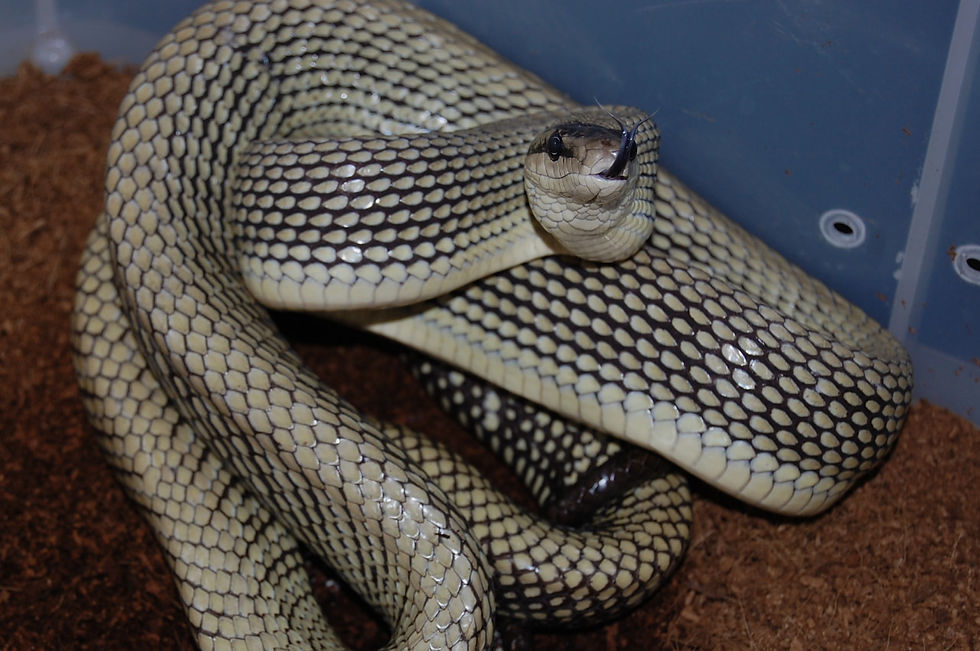 ヤンセンナメラ