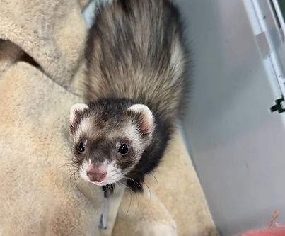 TateAdoption (1)_edited.jpg