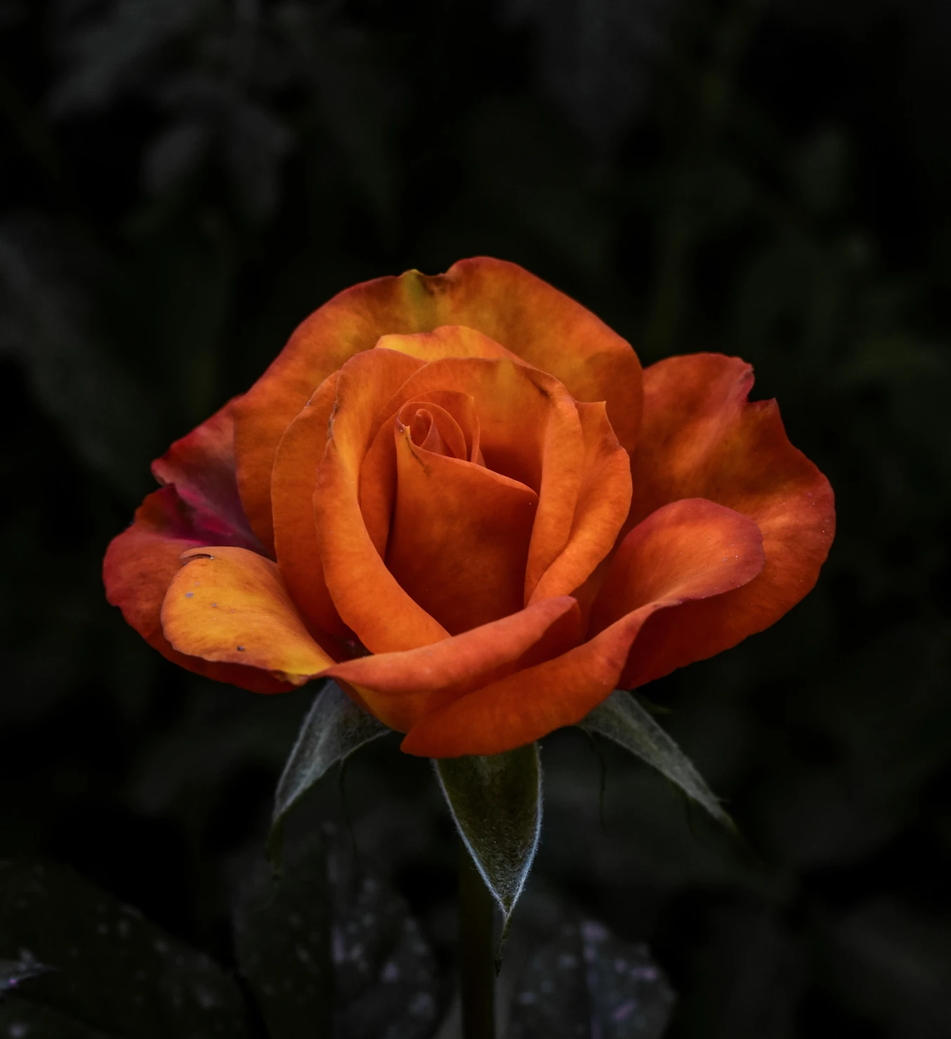 nsplsh_84ceb8a454f94a2bad153f7ede638e56~mv2.webp
