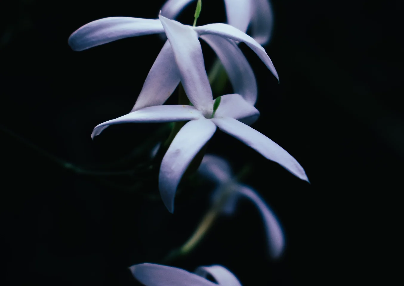 Sex In The Garden