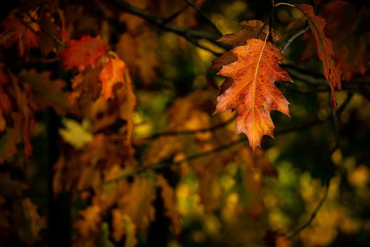 oak-trees-gd668b6b53_1280-_1_.webp