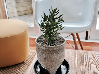 Plants and Gardens