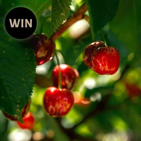 Cherry Picking - Blue Hills Berries & Cherries.jpg