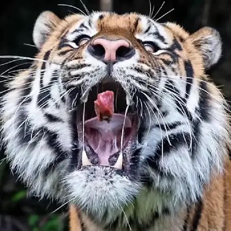 Ballarat Wildlife Park.webp