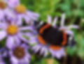 Red Admiral on Michaelmas Daisies