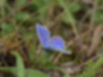 Common Blue