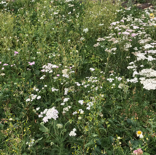 IMG_3051.jpeg