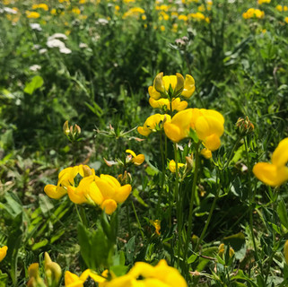 IMG_6531.jpeg