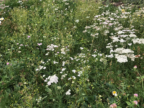 IMG_3051.jpeg