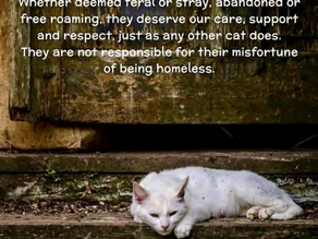 Paws Haven Cats Waiting for Their Forever Homes