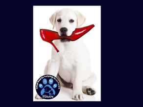 PAWS Haven: Community Mobilization Through the Mom’s Closet Fundraiser